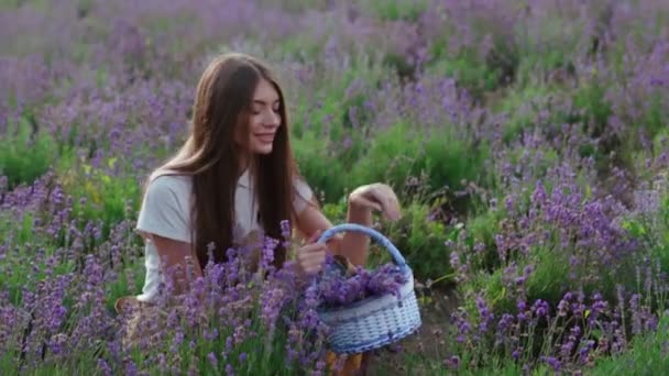 Mosolygó farmer lány gyűjtése virágok levendula mező. — Stock videók
