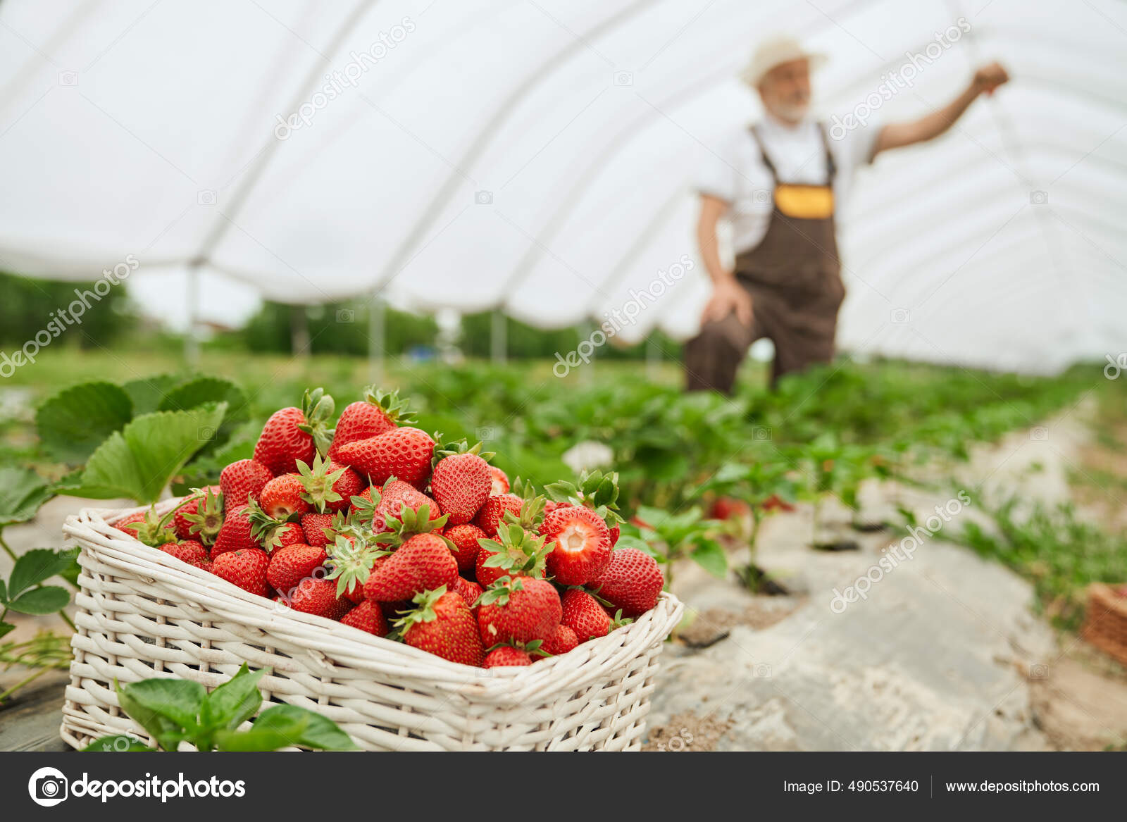 Bearbeta skörd av mogna jordgubbar i — stockfoto © serhii