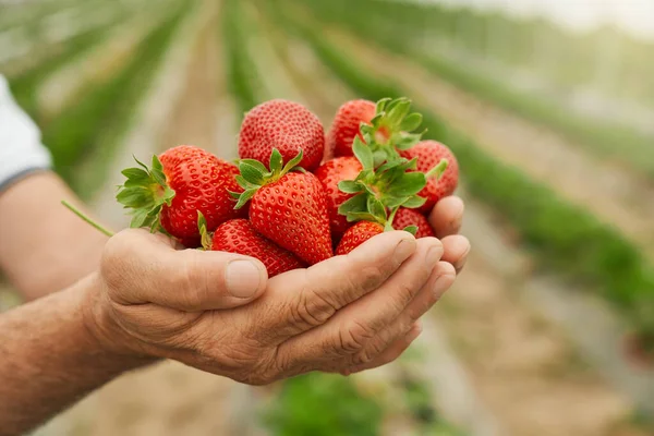 Savoureuse fraise rouge mûre à la main fermer. — Photo