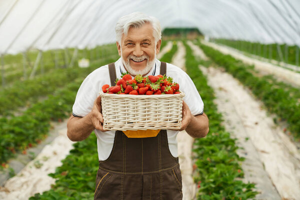 Man smiling and holding basket of fresh strawberries. Stock Photo