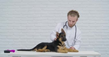 Veteriner kliniğinde safkan köpek yavrusunu inceleyen bir tıp uzmanı.