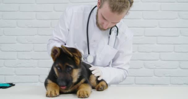 Médico veterinário que dá a injeção para pupp pequeno de raça pura — Vídeo de Stock