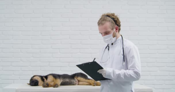 Ветеринарний лікар перевіряє стан здоров'я маленького цуценя — стокове відео