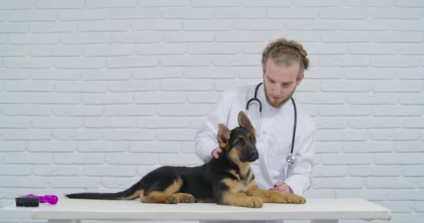 Spesialis medis memeriksa ras anjing di klinik dokter hewan — Stok Video