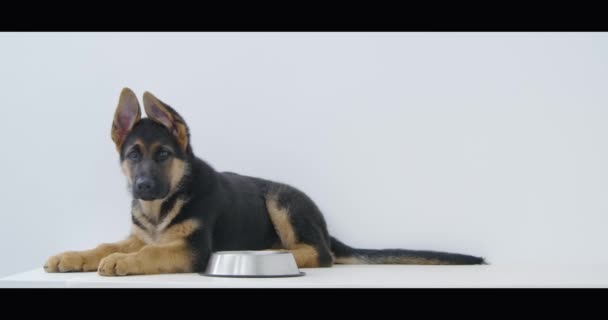 Симпатичный щенок лежит рядом с металлической пластиной и ждет еды — стоковое видео
