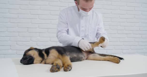 Niedlicher Schäferhund-Welpe in Klinik medizinisch versorgt — Stockvideo