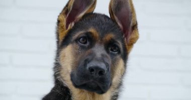 Alman çoban köpeği beyaz arka planda izole edilmiş.