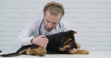Küçük köpek yavrusunun sağlık durumunu inceleyen veteriner.