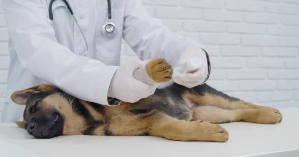 Qualifizierter Tierarzt legt Verband auf Welpenpfote — Stockvideo