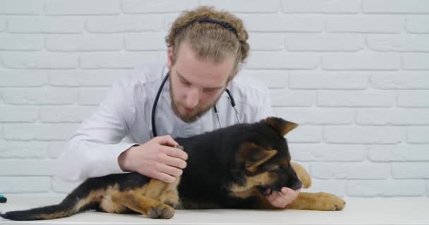 Médecin vétérinaire examinant l'état de santé du petit chiot — Video