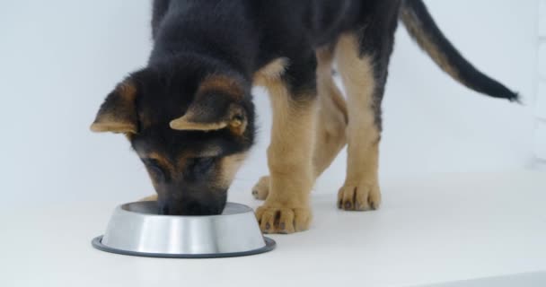 Pequeno cachorro de raça pura comendo comida de cão da tigela — Vídeo de Stock