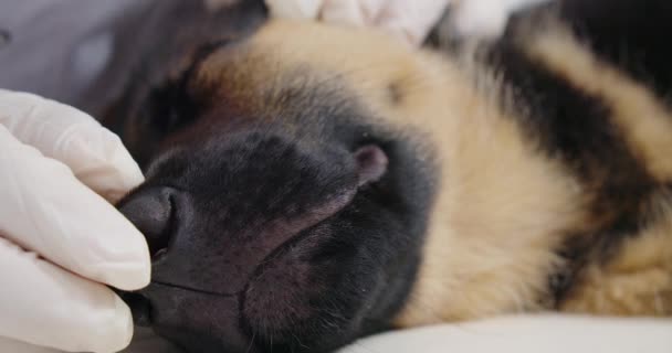 Uykulu köpek yavrusunu muayene eden veterinere yaklaş. — Stok video