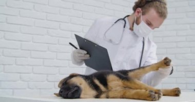 Maskeli veteriner ve uykulu köpek yavrusunu inceleyen eldivenler.