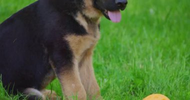 Pretty german shepherd puppy playing with ball at park
