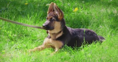 Lovely puppy in collar lying on grass and looking around