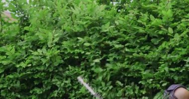 Close up of gardener pruning hedge with electric machine