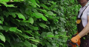 Close up of gardener cutting hedge with electric trimmer