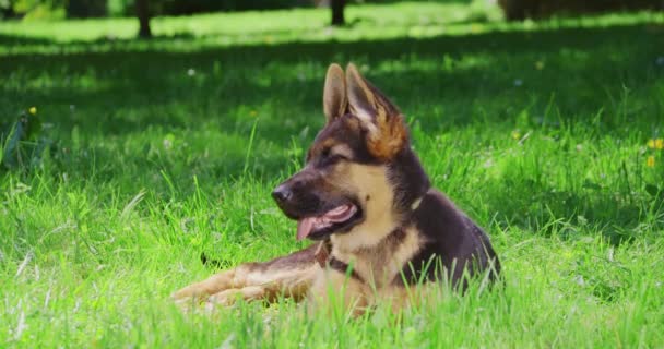 Amistoso cachorro acostado en la hierba en la ciudad par — Vídeos de Stock