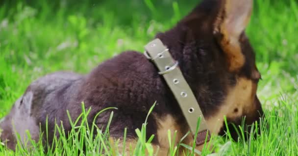 Любопытный щенок лежит в траве и вынюхивает все вокруг — стоковое видео