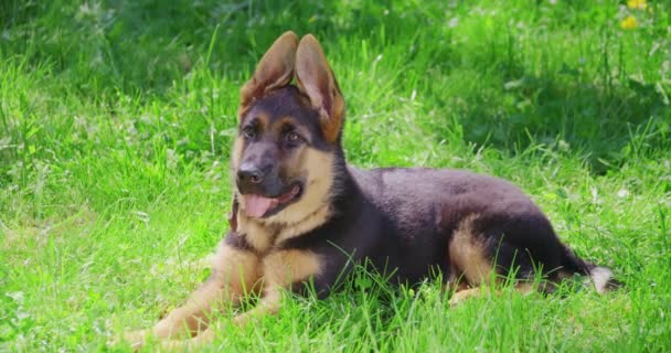 Hermoso cachorro de raza pura acostado sobre hierba fresca — Vídeos de Stock