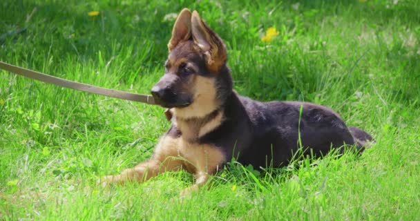 Precioso cachorro en el cuello acostado en la hierba y mirando a su alrededor — Vídeos de Stock