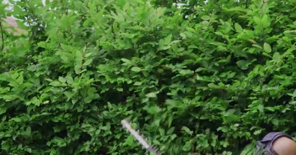 Close up of gardener pruning hedge with electric machine — Vídeo de Stock