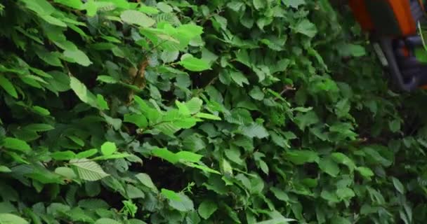 Hombre usando un recortador eléctrico para dar forma a los arbustos al aire libre — Vídeos de Stock