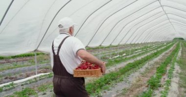 Kıdemli adam dikdörtgen sepetinde çilek topluyor..