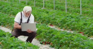 Çiftçi modern serada laptopta bilgi arıyor.