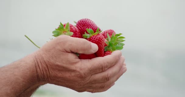 温室内の労働者の手に赤いイチゴを熟す. — ストック動画