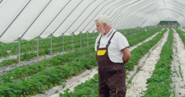 L'uomo adulto che osserva crescere le fragole in serra. — Video Stock