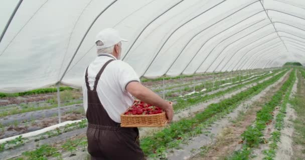 Старший мужчина собирает клубнику в продолговатой корзине. — стоковое видео