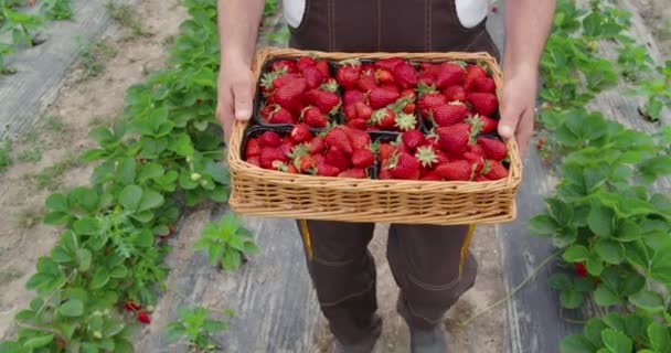 Fresas maduras en canasta de mimbre en invernadero. — Vídeos de Stock