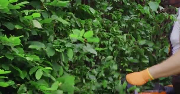 Κηπουρός κλαδεύει θάμνους κατά τη διάρκεια του καλοκαιριού — Αρχείο Βίντεο