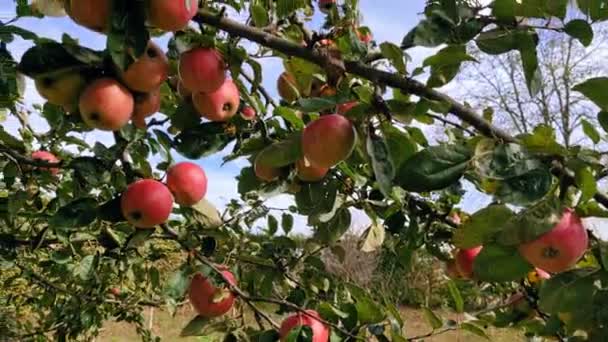 Rote Äpfel auf Ästen im Garten. — Stockvideo