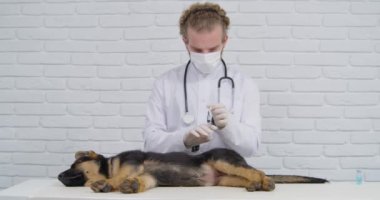 Profesyonel veteriner uyluktaki köpeğe iğne yapıyor..