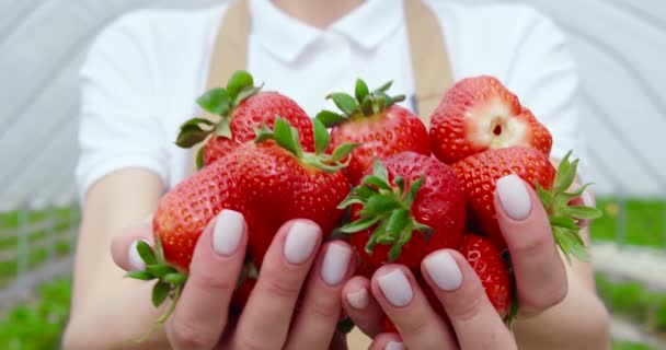 Primer plano de fresas maduras dulces en manos femeninas — Vídeos de Stock