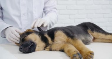 Klinikte yatan köpek yünlerini ve kulaklarını inceleyen doktor..