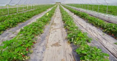 Tarlalarda yeşil çilek çalıları yetişiyor.