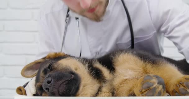 Vet γιατρός ακούει αναπνοή σκυλί σε επαγγελματική κλινική. — Αρχείο Βίντεο