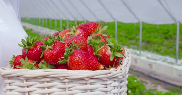 Close-up de cesta com morangos em mãos femininas — Vídeo de Stock