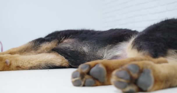 Întuneric câine culcat și dormit în clinica veterinară modernă . — Videoclip de stoc