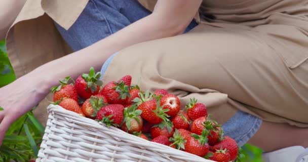Женщина-фермер в фартуке собирает спелую клубнику в корзину — стоковое видео