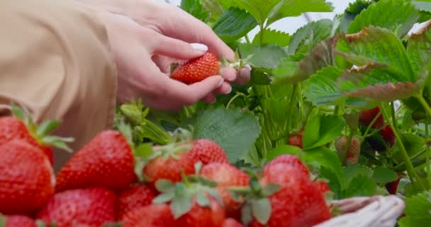 把熟透的草莓放进篮子里的女人的近照 — 图库视频影像