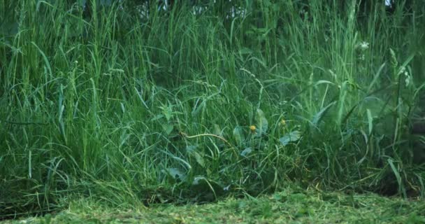 男トリミング高い草とともに電動手の芝刈り機 — ストック動画