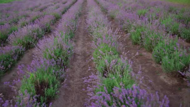 보라색 꽃 이 만 발 한 라벤더 밭의 끝없는 반점. — 비디오