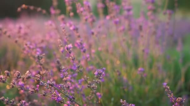 ラベンダーの花、背景に夕日. — ストック動画