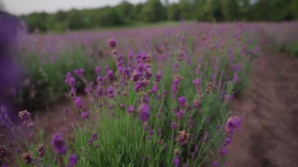 Parches de lavanda de floración violeta en tierras rurales. — Vídeo de stock