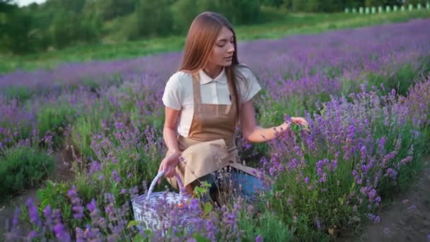 Улыбающаяся женщина с корзиной, лавандовым полем. — стоковое видео