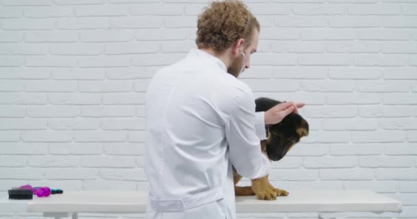 Doctor luisteren longen de hond ras herder op tafel. — Stockvideo